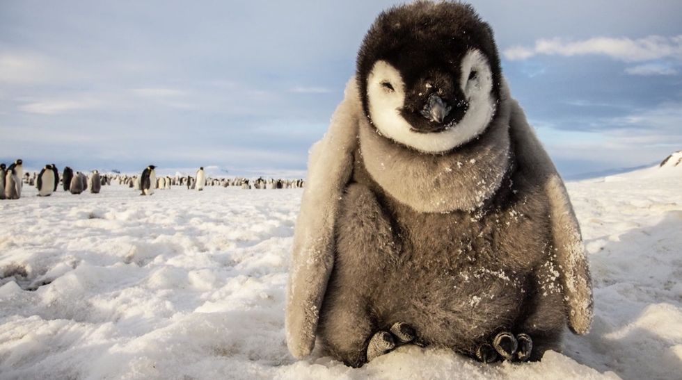 A photographer nearly froze to capture these images. The results? Spectacular.