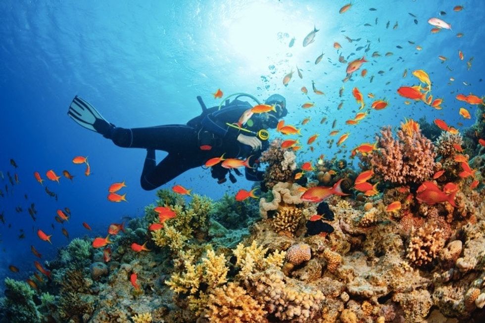 It's terrible what's happening to reefs, but coral 'seedlings' could help.