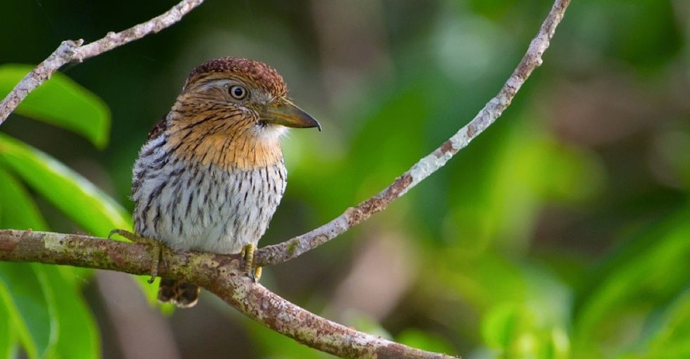381 new species were discovered in the Amazon. That's 381 new reasons to protect it.
