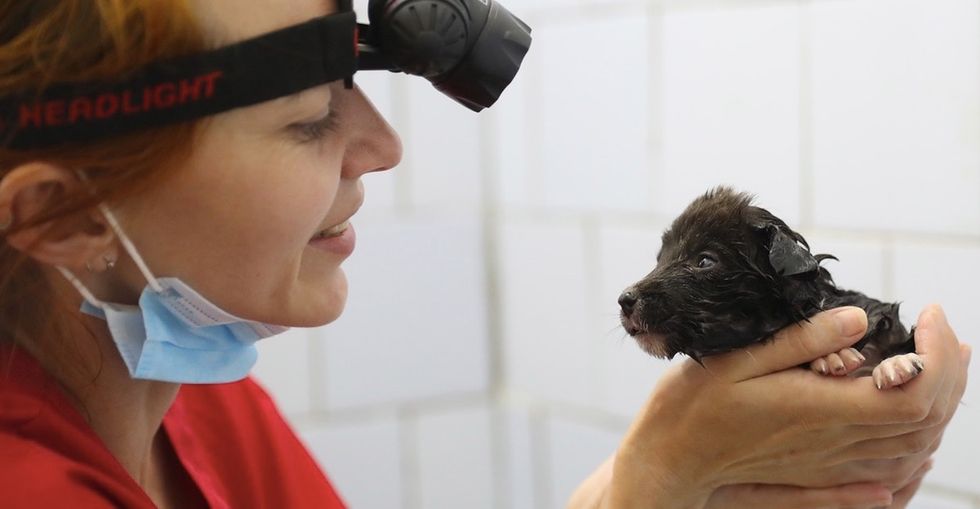 14 photos show the abandoned pets of Chernobyl and the humans who want to save them.