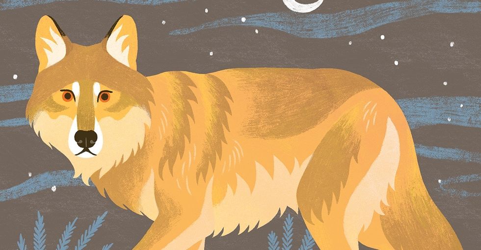 The border wall wouldn't just cost money. It could cost us these rare animals too.