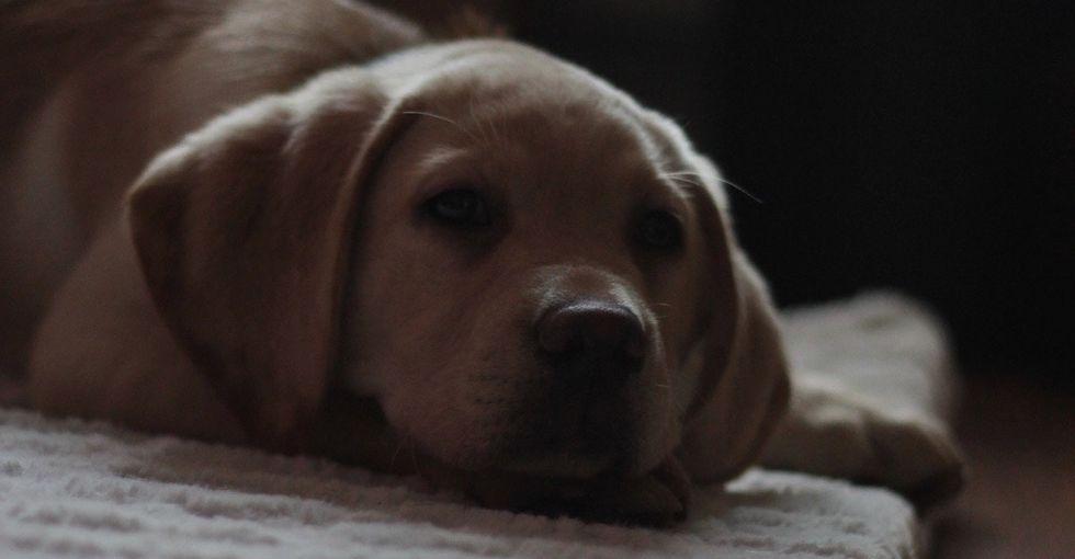 This new law will let Californians know for sure they're not supporting puppy mills.