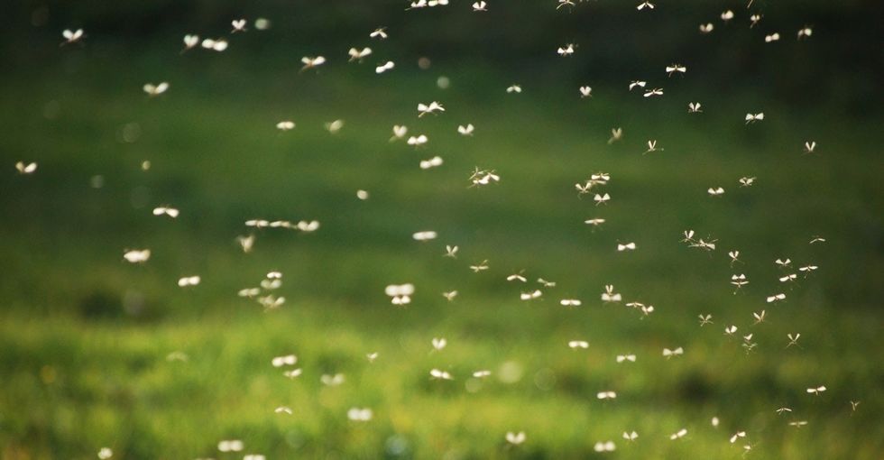 How human beings could ruin mosquito sex in Fresno, California.