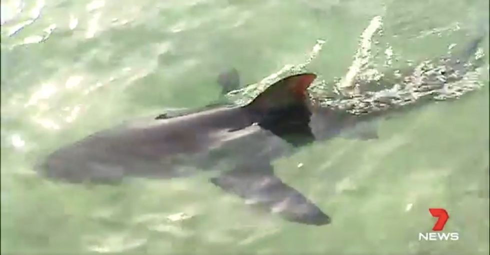 When a great white shark washed up on a beach, these rescuers put it in a pool.