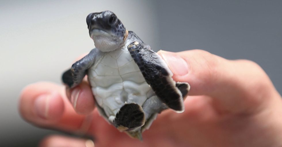 Surf's up, turtle dudes! The sea turtle population is making a comeback.