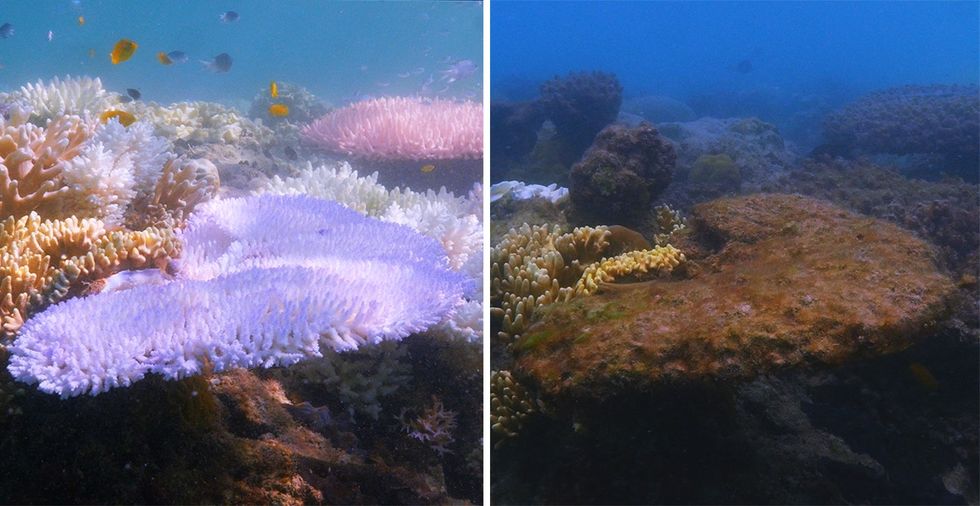 See stunning before and after shots of coral reefs as ocean temps rose by only 2 degrees.