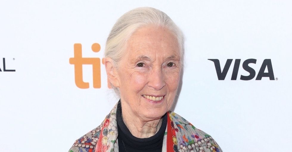 5 perfect things Jane Goodall told Reddit about hope, work, and Bigfoot.