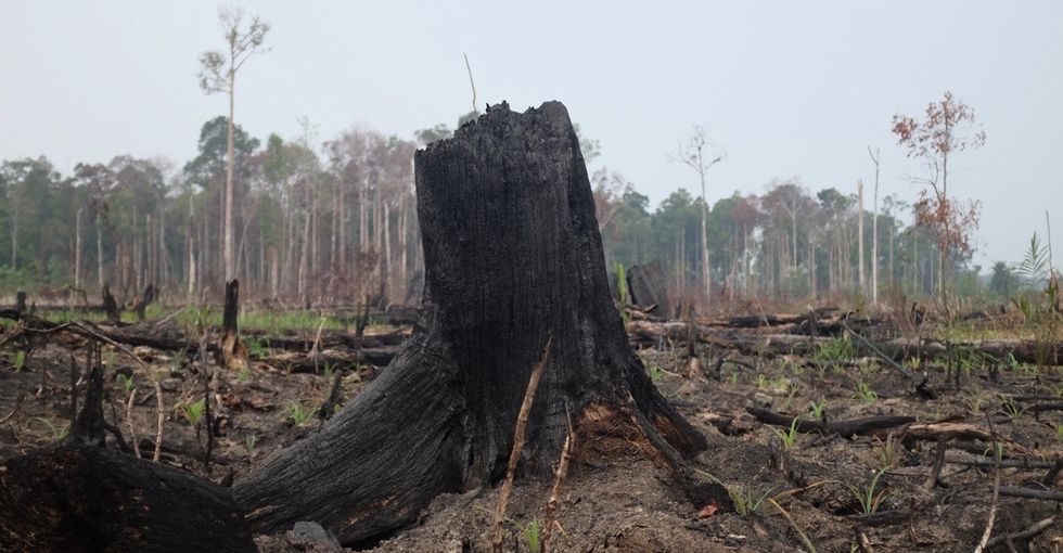 Paying People To Not Cut Down Trees Is Surprisingly Cheap And Effective Upworthy