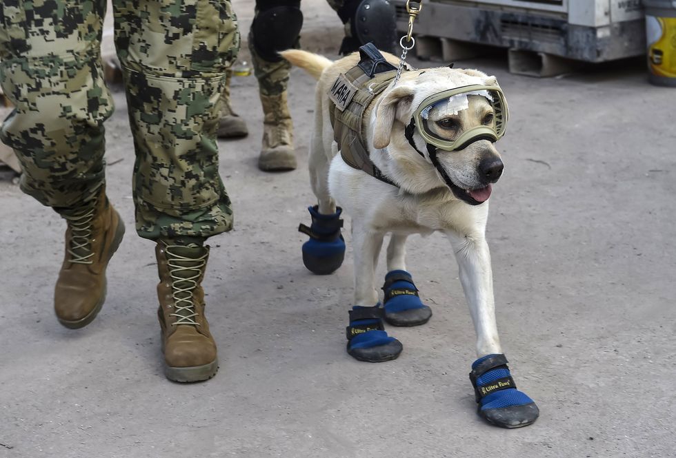 This heroic rescue pup saved dozens of lives. Now there's an adorable statue in her honor.