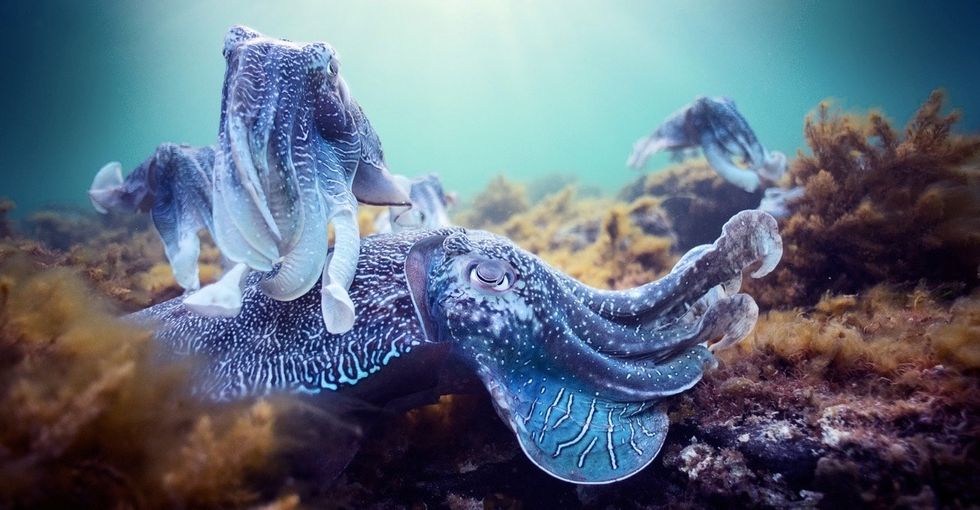 The 'Blue Planet II' crew didn't just capture the magic of the ocean. They helped save it.