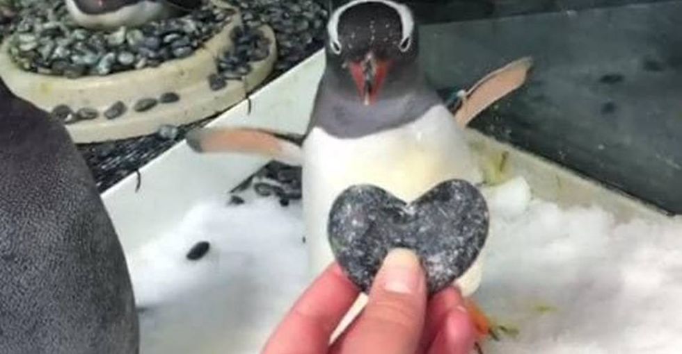 The internet has fallen in love with these gay penguins raising an egg together.
