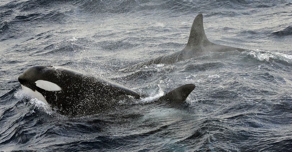 Female orcas surrounded this grieving mom in a heartbreaking circle of solidarity.
