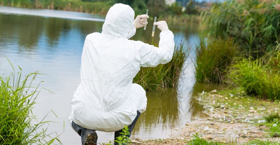 This plant might be the answer to water pollution we've been searching for.