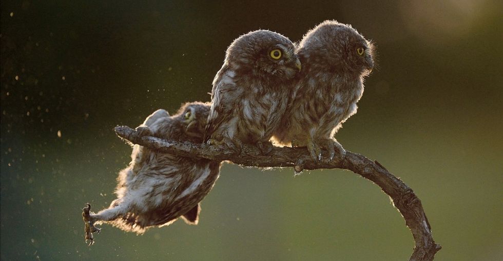 14 award-winning photos show what happens when nature gets silly.