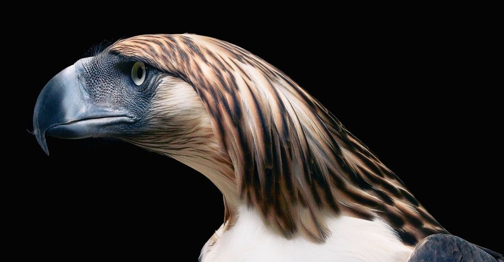 21 intimate portraits of rare, endangered, and disappearing animals.