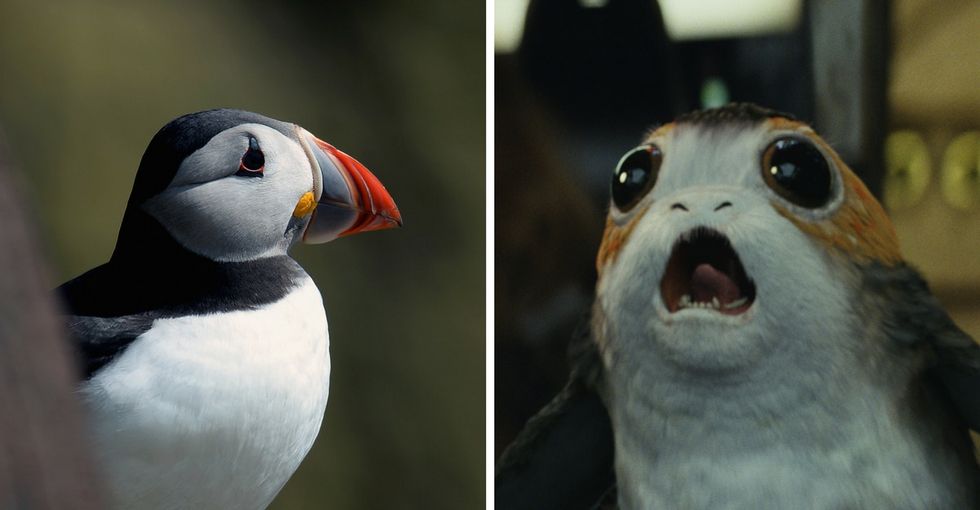 'Star Wars' fans can thank conservationism for these super cute new characters.