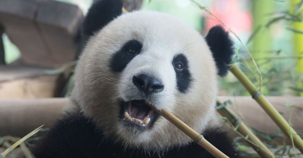People are loving this giant panda happily rolling down a hill in the snow.