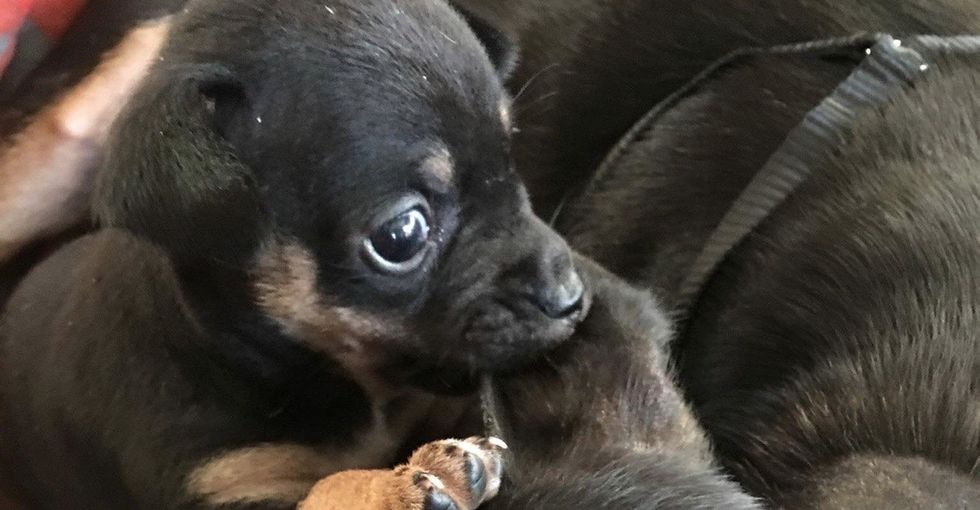31 Days of Happiness Countdown: cute critters. (Day 1)
