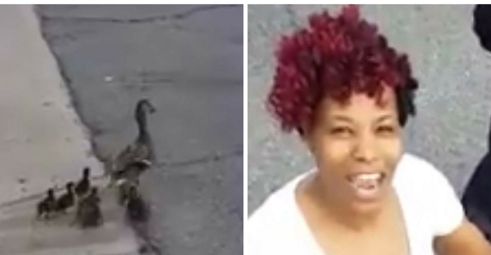 This woman just saved a family of ducks. The video is pure laugh-out-loud joy.