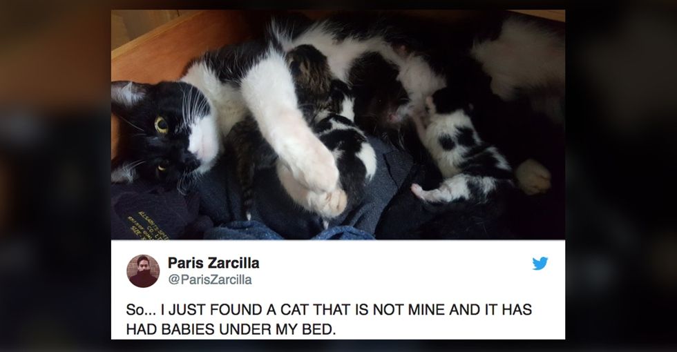 This guy went viral for becoming an unexpected #CatDad, and the internet melted.