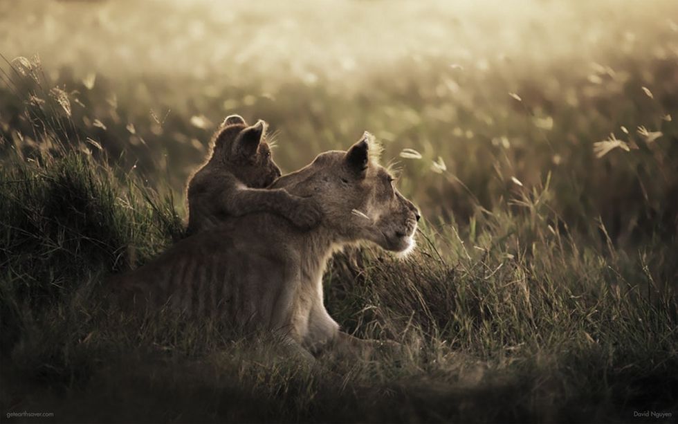 These gorgeous wildlife photos were retouched to show the effects of climate change.