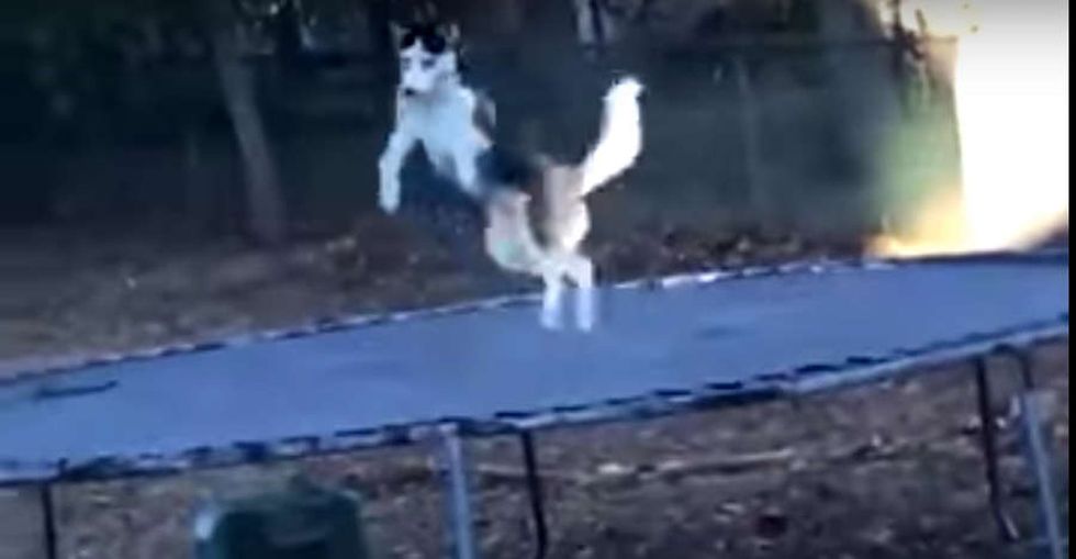 31 Days of Happiness Countdown: a dog owner secretly filming his husky jumping. (Day 21)