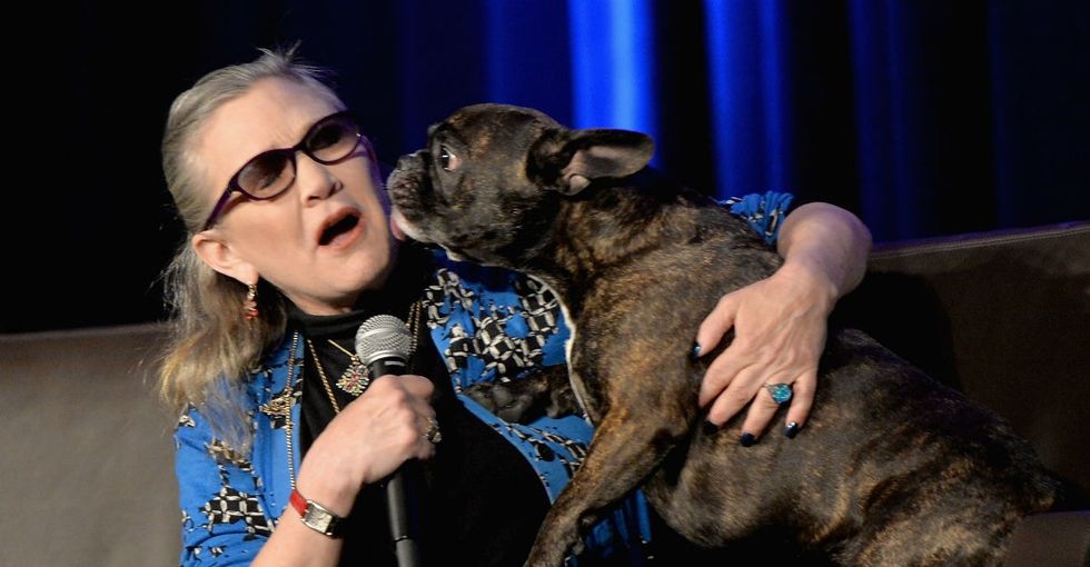31 Days of Happiness Countdown: Carrie Fisher's dog is in the new 'Star Wars.' (Day 13)