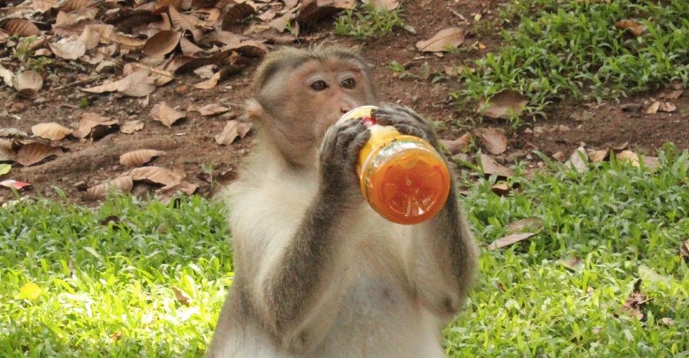 Human behavior turned these 6 animals into garbage lovers. Here's how.