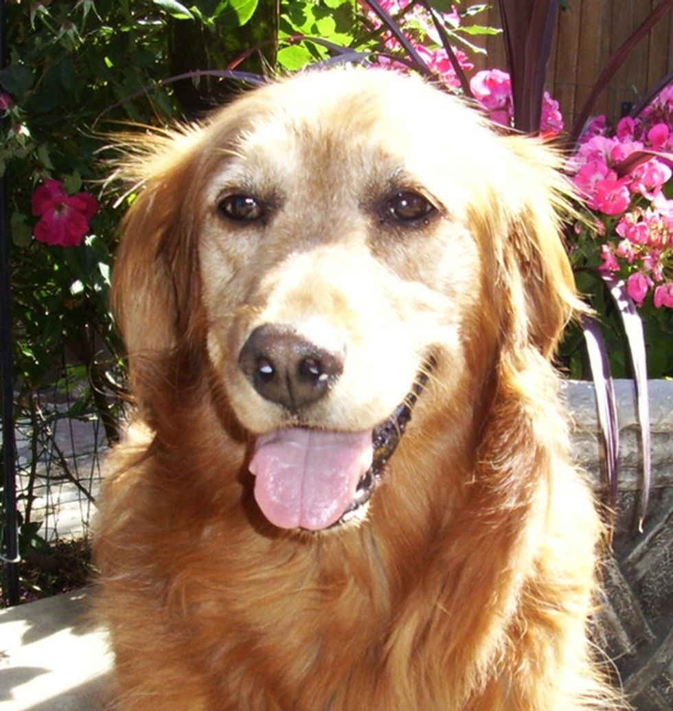 A bad shelter experience inspired this woman to help bring dogs and people together.