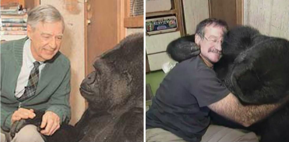 KOKO THE GORILLA S LAST WORDS REVEALED WHAT DID SHE SAY visual data 3