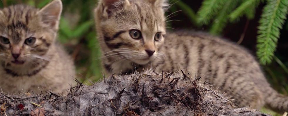 There's new hope for saving the world's rarest cat after 2 Scottish kittens were rescued.