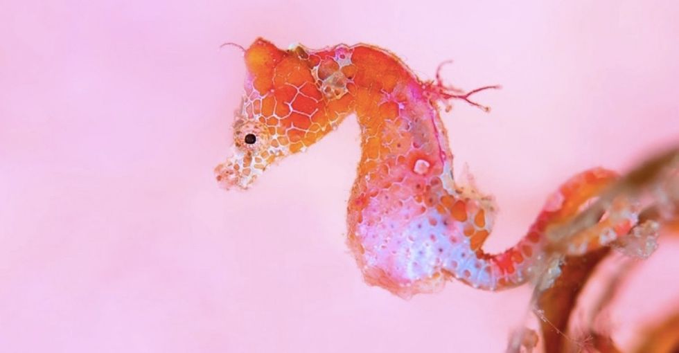 19 amazing underwater photos that will make you re-think life on dry land.