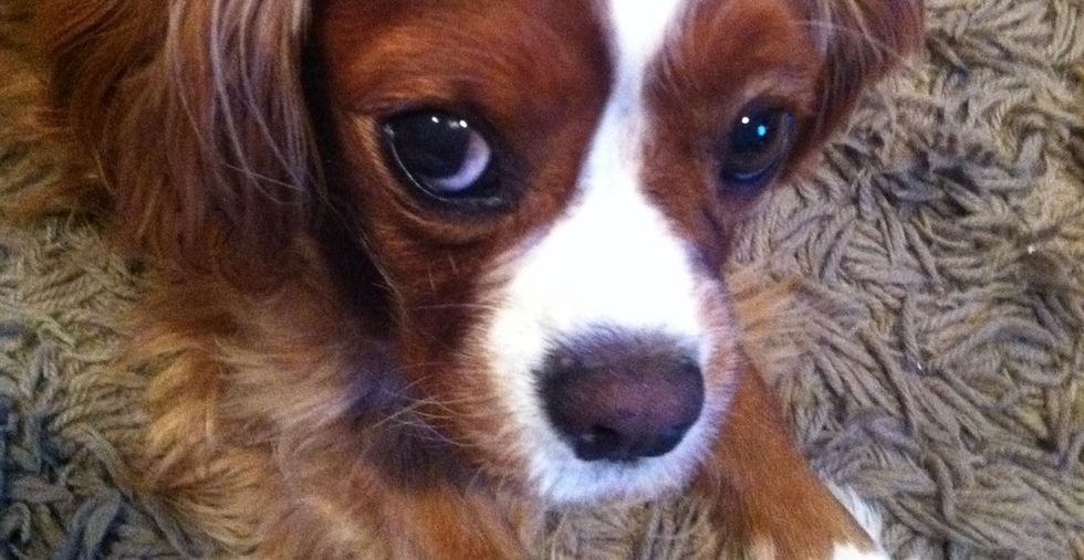 Ever felt guilty for grieving more over a dog than a relative? This story is for you.