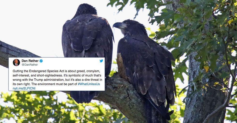 The Trump Administration just tore a hole through the Endangered Species Act