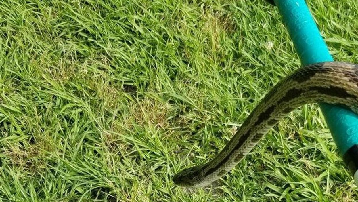 Snakes invade Alabama girls' softball practice