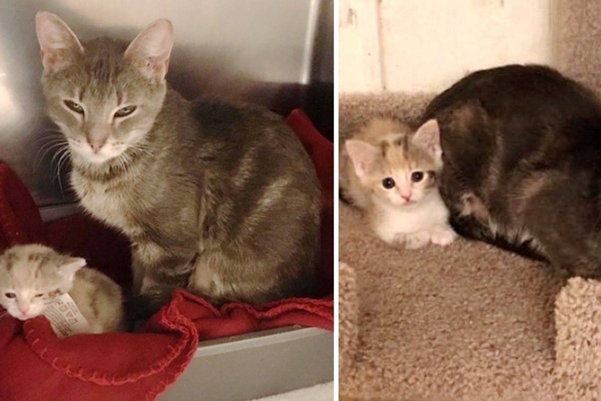 Stray Cat Wanders the Streets with Her Only Kitten, They Need Each Other and Now a Home