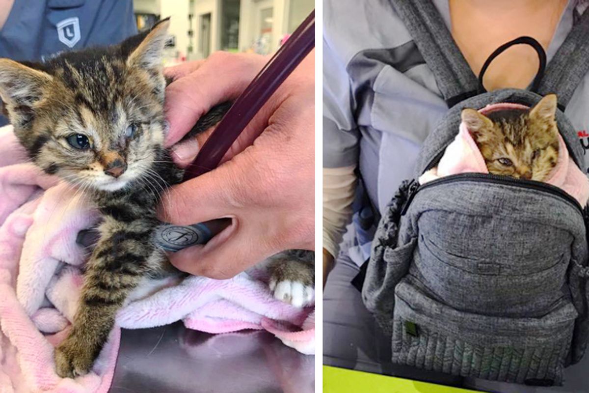 Cat Drops Off Her Kitten in Family’s Yard - They Discover the Kitty Needs Their Help