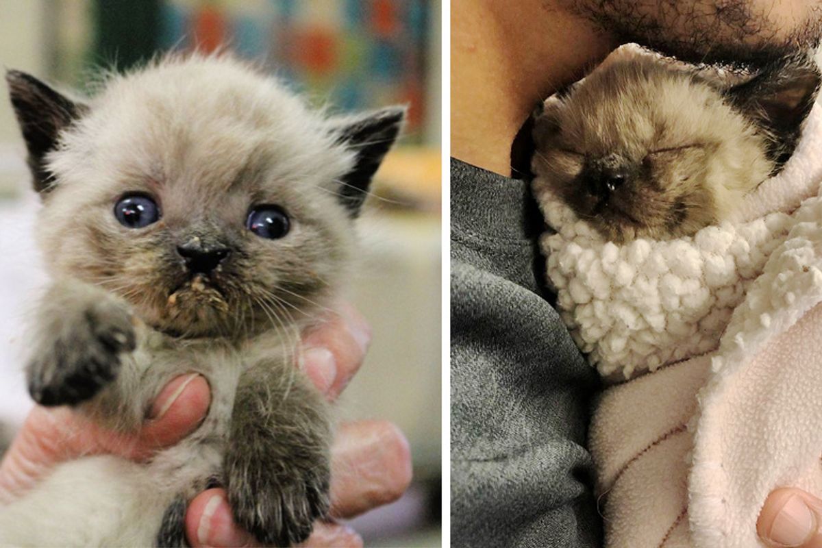 Kitten Born Special is So Happy When He Finds Someone Who Won't Give Up on Him