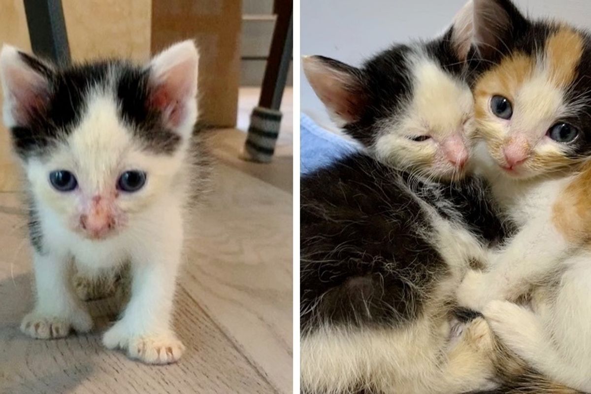 Kitten Helps Her Brother Heal After They Were Found Abandoned on Side of Road