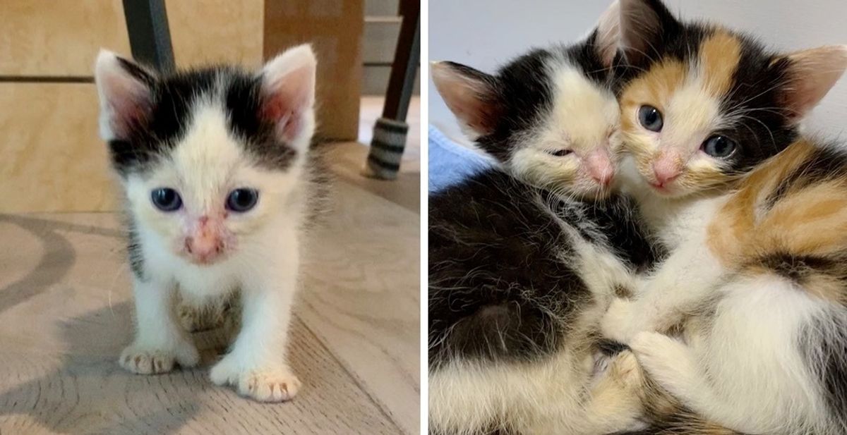 Kitten Helps Her Brother Heal After They Were Found Abandoned on Side of Road