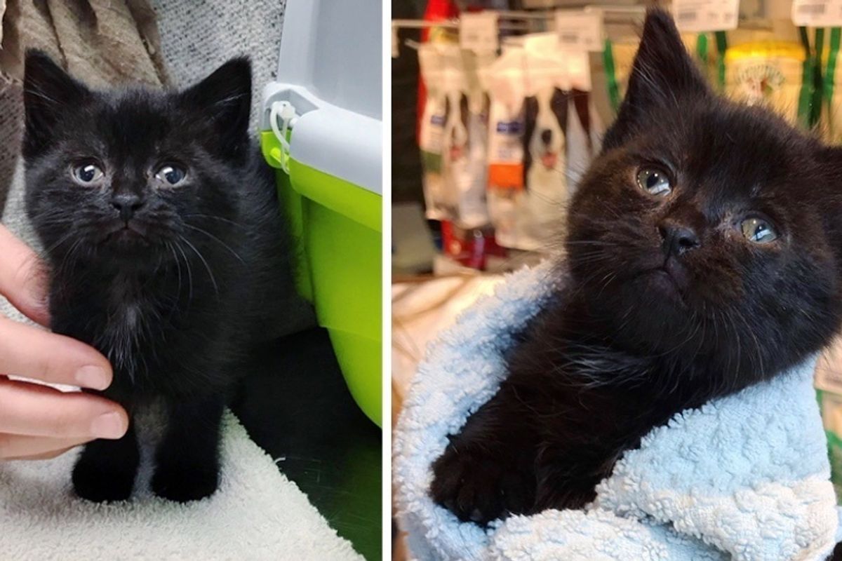 Kitten Who Was Left Behind in Garden, is So Happy to Find Help - He Can't Stop Purring