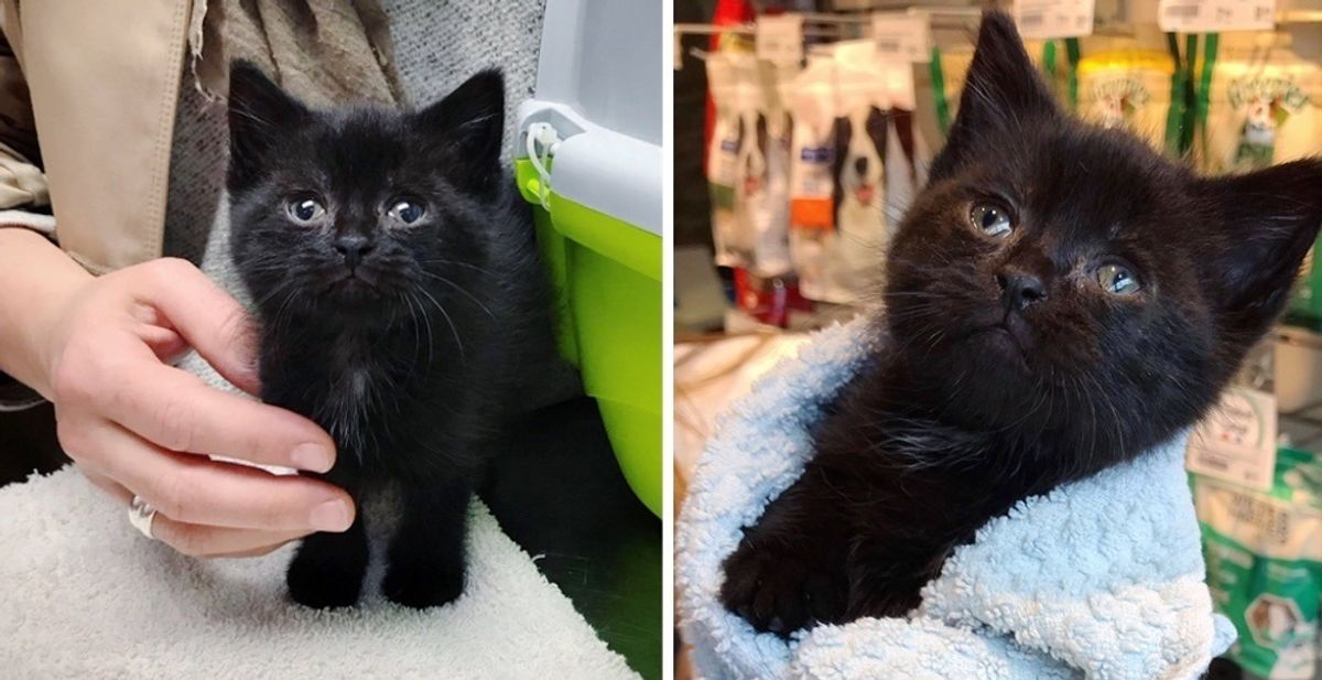 Kitten Who Was Left Behind in Garden, is So Happy to Find Help - He Can't Stop Purring