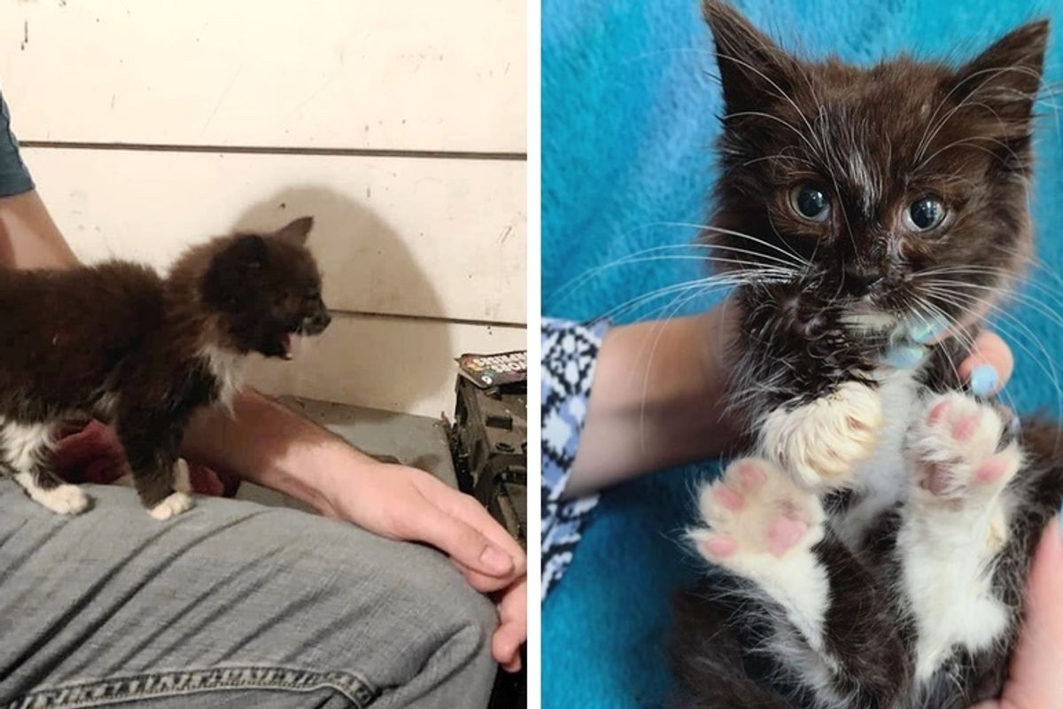 Kitten Rescued from Running into Street, Cuddles Everyone that Helps Her