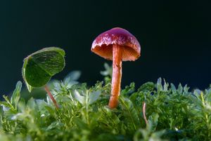 The Plastic Mushroom That's Saved Me Thousands in Plumbing Fees