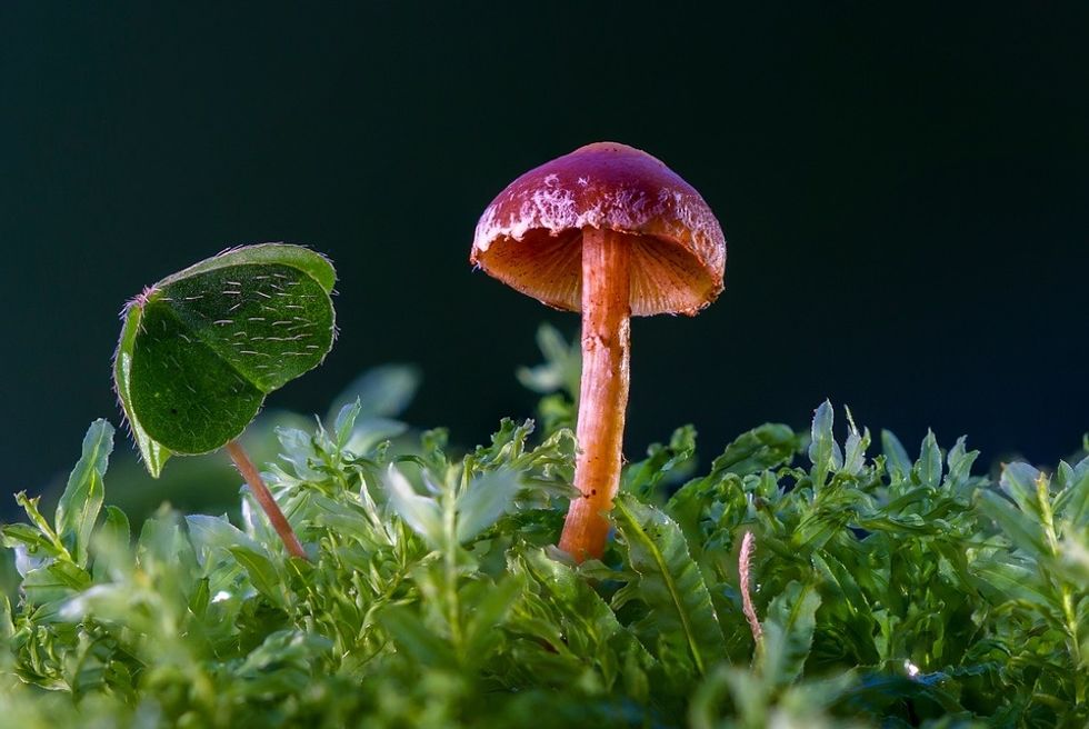 Prepacked mushrooms in a punnet covered with clear plastic