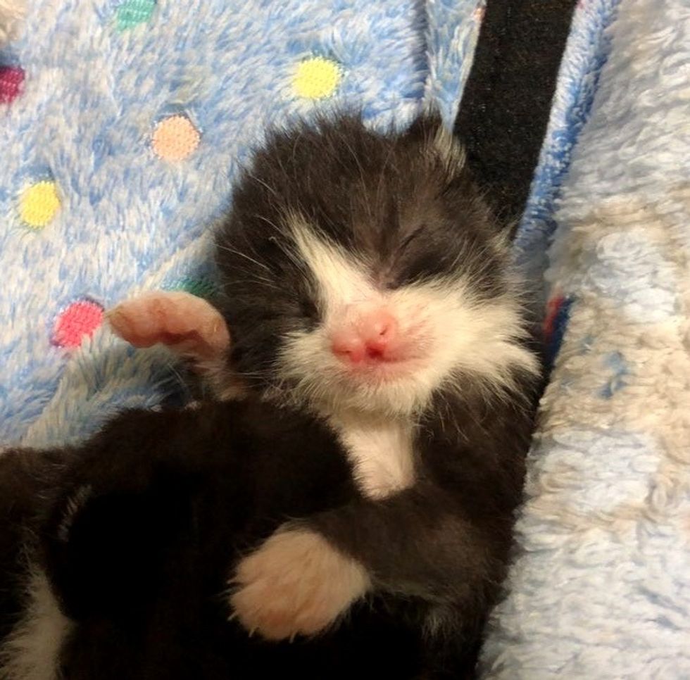 Kittens Found Outside After Storm - One of Them Has Butterfly-shaped ...