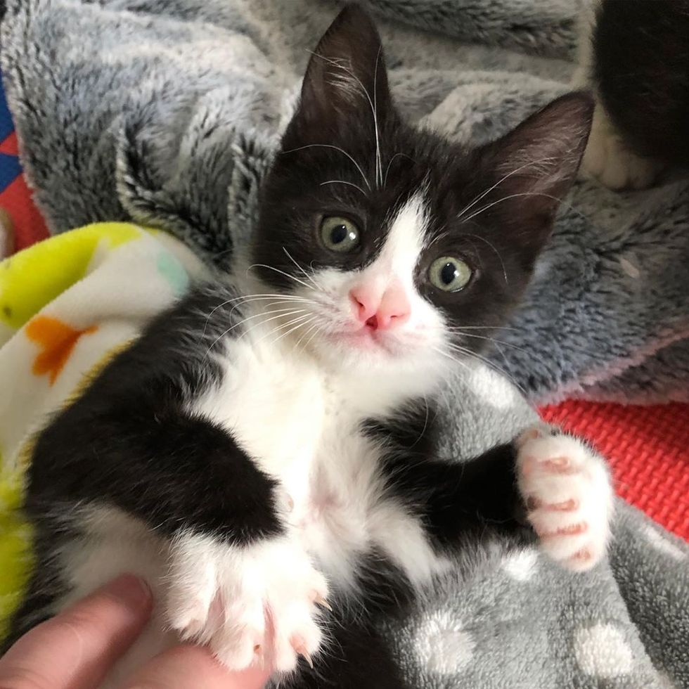 Kittens Found Outside After Storm - One Of Them Has Butterfly-shaped 