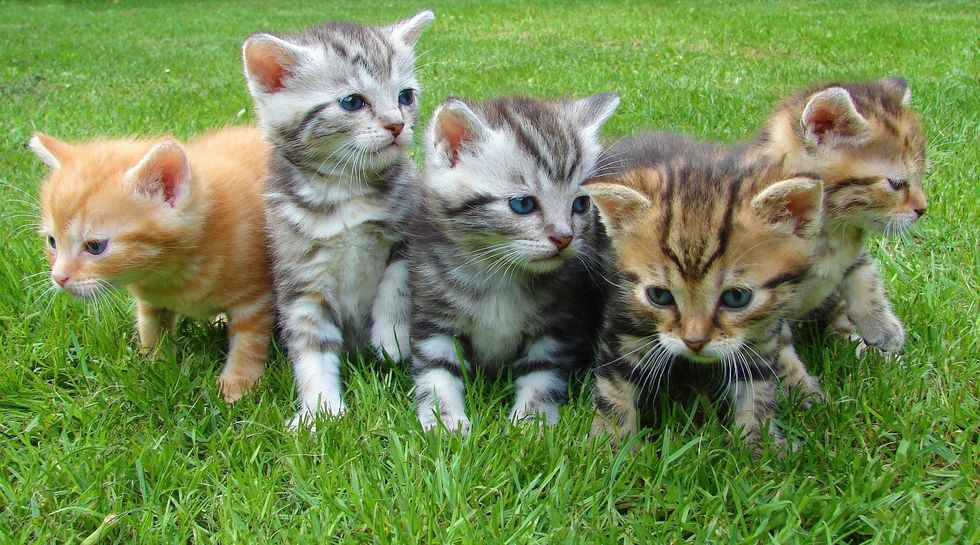 7 Cats That Purrfectly Describe Your Week