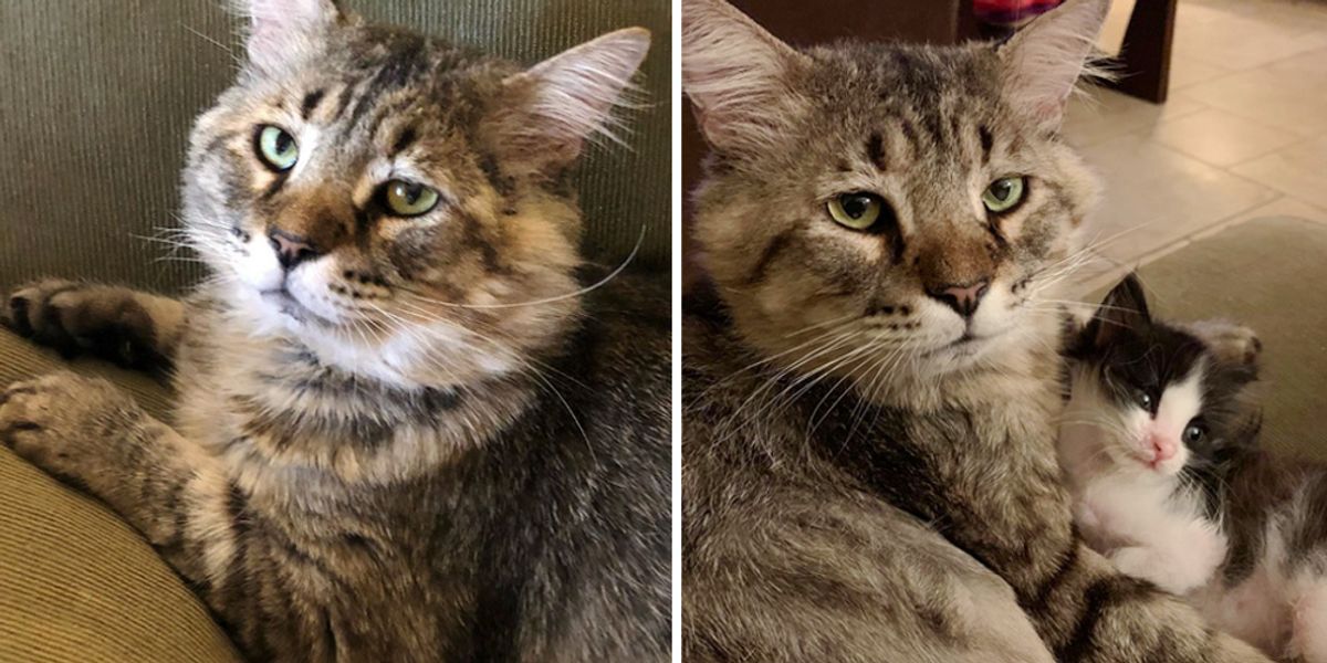 Police Department Recruits a Cat From Shelter to Join Them and Help Keep  the City Safe. - Love Meow