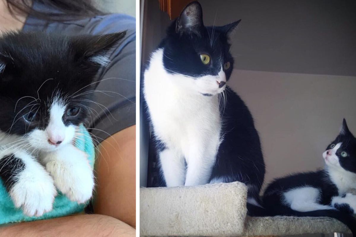 Kitten Who Was Rescued Alone, Finds Another Tuxedo Cat to Cuddle and Won't Let Go